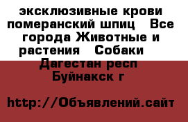 эксклюзивные крови-померанский шпиц - Все города Животные и растения » Собаки   . Дагестан респ.,Буйнакск г.